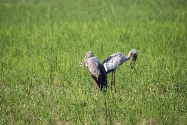 Asya openbill (Anastomus oscitans) — Stok fotoğraf