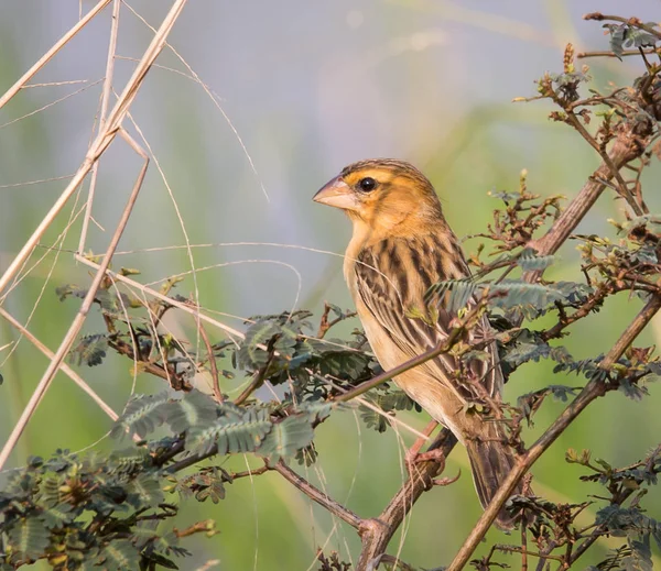 Asian Golden Weaver Ploceus Hypoxanthus — Stock Photo, Image