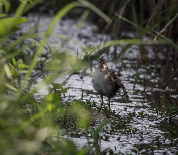 Kleinst waterhoen (Porzana pusilla ) — Stockfoto