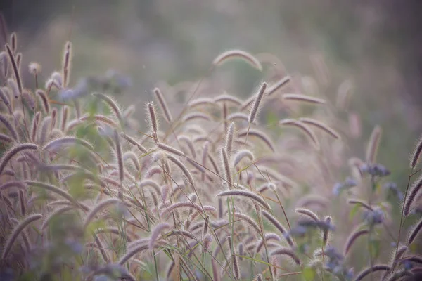 タイの公園でリステール草. — ストック写真