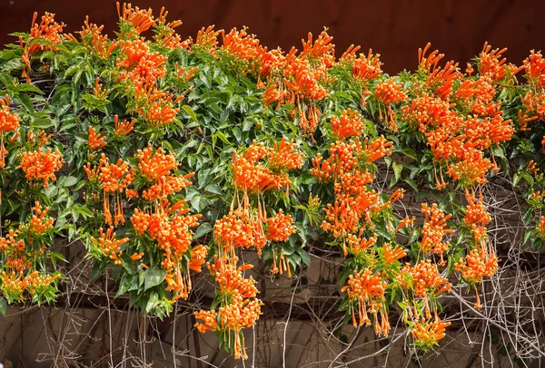 Pirostegia venusta flores en el techo de la casa con el cielo . — Foto de Stock