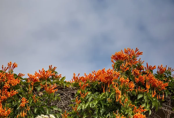 Pyrostegia venusta bloemen op het dak van het huis met lucht. — Stockfoto