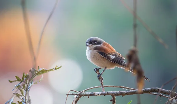 Pie-grièche birmane sur la branche Dans l'atmosphère du matin . — Photo