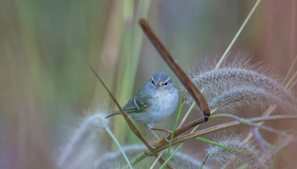 Warbler liściasty z żółtymi brwiami na trawie. — Zdjęcie stockowe