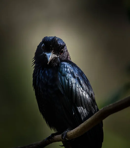 Photographing birds in artistic nature (Greater Racket-tailed Drongo) — Stock Photo, Image