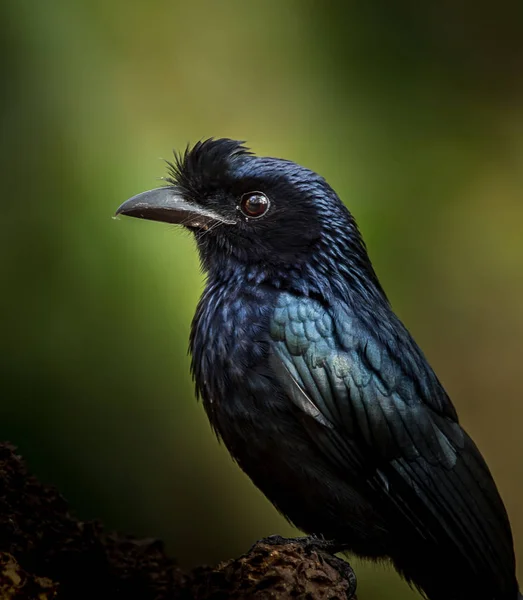 Fotografare gli uccelli nella natura artistica (Greater Racket-tailed Dr — Foto Stock