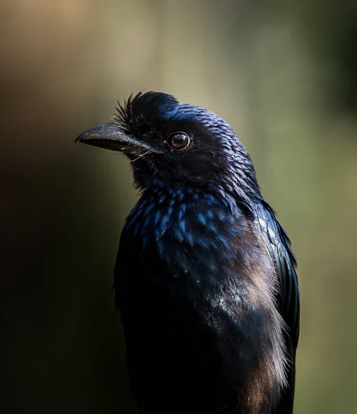 Photographing birds in artistic nature (Greater Racket-tailed Dr — Stock Photo, Image