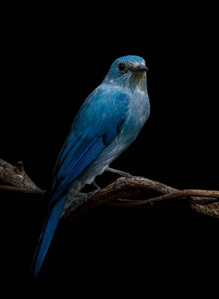 Photographing birds in artistic nature ( Verditer Flycatcher) — Stock Photo, Image