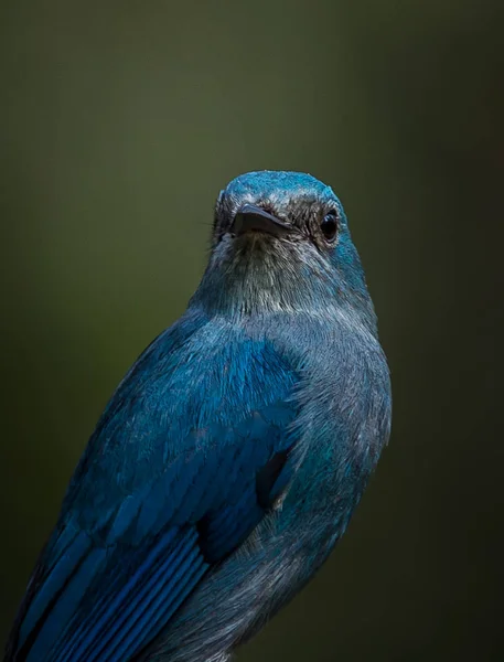 Фотография птиц в художественной природе (Verditer Flycatcher ) — стоковое фото