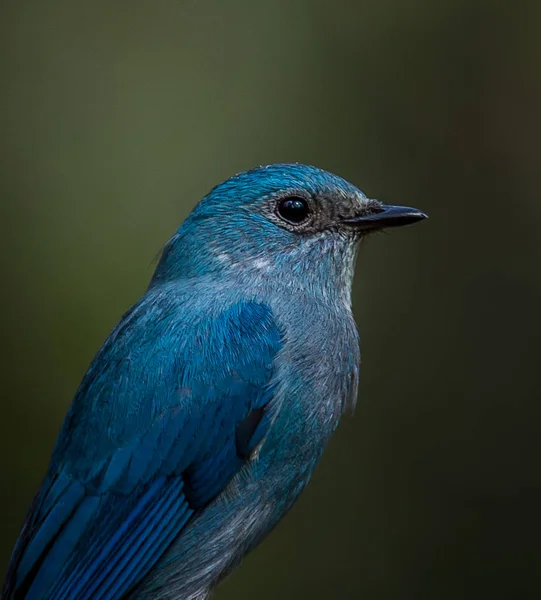 Photographing birds in artistic nature ( Verditer Flycatcher) — Stock Photo, Image