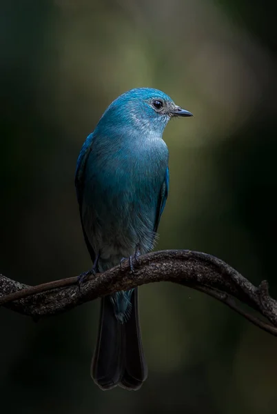 Vögel in künstlerischer Natur fotografieren (Verditer Flycatcher) — Stockfoto