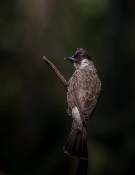 Bulbul à tête molle (Pycnonotus aurigaster) Photographie d'oiseaux — Photo