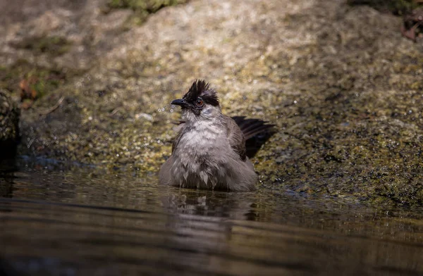 Saze-hlava Bulbul (Pycnonotus aurigaster) Koupání v jezírku — Stock fotografie