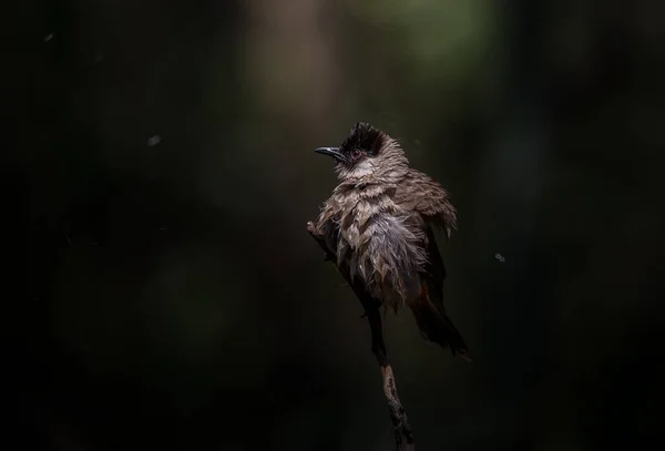 Rußkopf-Bulbul (Pycnonotus aurigaster) beim Fotografieren von Vögeln — Stockfoto
