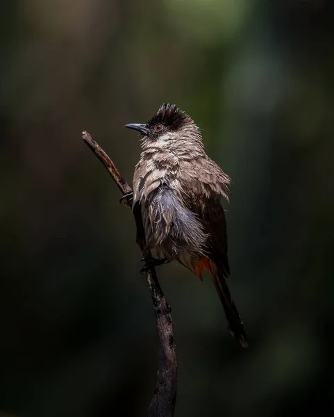 Bulbul dalla testa di fuliggine (Pycnonotus aurigaster) Fotografare gli uccelli nella natura artistica . — Foto Stock