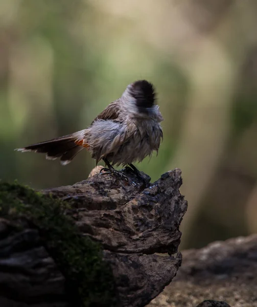 Содоголовий бульдог (Pycnonotus aurigaster) Фотографування птахів — стокове фото