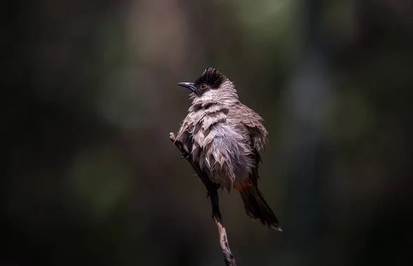 头脑清醒的Bulbul (Pycnonotus aurigaster)拍摄艺术性质的鸟类. — 图库照片