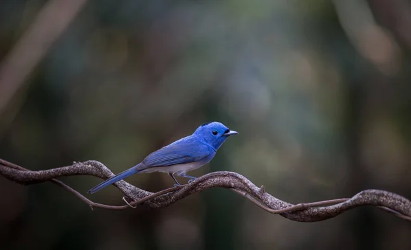 Schwarznapf-Monarch auf Ast im Wald. — Stockfoto