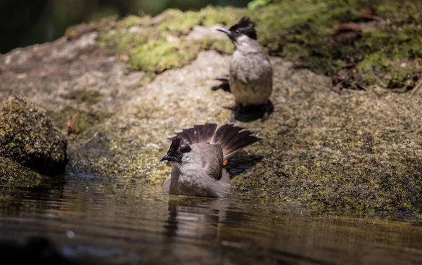 Bulbul białogłowy (Pycnonotus aurigaster) Kąpiel w stawie leśnym. — Zdjęcie stockowe