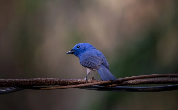Black-naped Monarch on branch tree in forest. — Stock Photo, Image