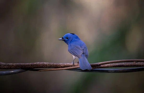 Svart-naped Monark på gren träd i skogen. — Stockfoto