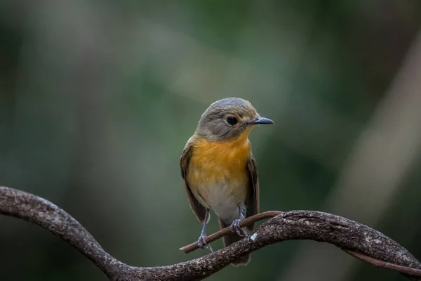 Błękitny łapacz much (Cyornis tickelliae) na drzewie gałęziowym — Zdjęcie stockowe