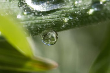 bir damla, sonra yağmur, damlacıkları, yeşil, yaprak, makro, nem, yağmur, güneş, doku