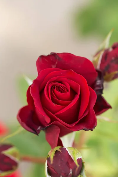 Beautiful Flower Gentle Macro Red Rose Wonderful — Stock Photo, Image