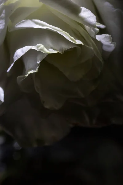 Rose Blume Makro Weiß Glanz Schatten Locken Gelber Hintergrund — Stockfoto
