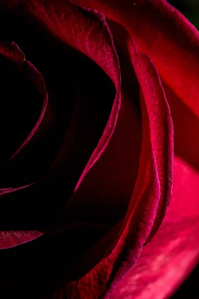 Romantic Valentines Valentine Rose Flower Red Background Red — Stock Photo, Image