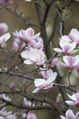doğal, güzellik, renk, botanik, güzel, doğa, Bahar, çiçek