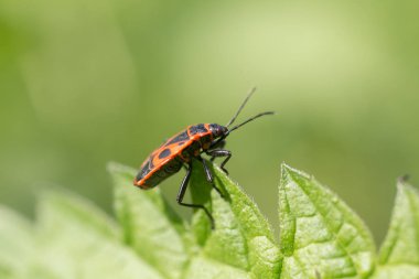 park, güzel, böcek, renk, çimen, yeşil, böcek