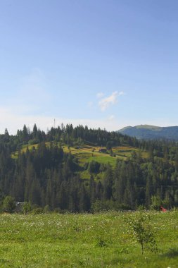 dağlar, ağaçlar, orman, house, alan, saman, çiçek v