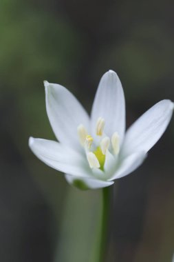 çiçeği, makro, doğa, sezon, güzellik, yeşil, Bahar