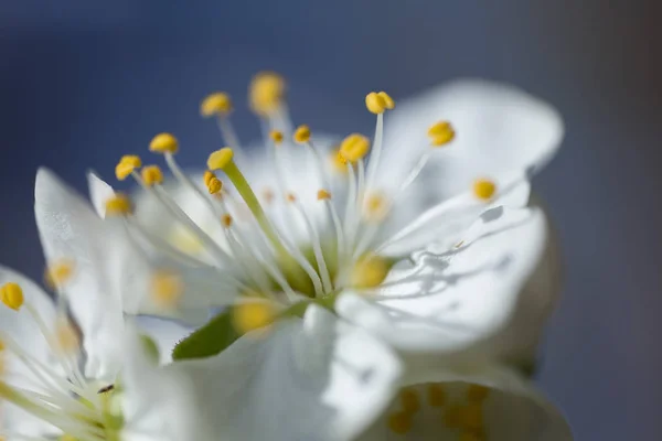 Flore Botanique Naturel Saison Vert Beau Plante — Photo