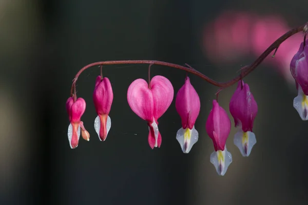 Coeur Coeur Rose Flou Brillance Verdure Graines — Photo