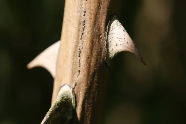 Groene Tuin Achtergrond Natuurlijke Prachtige — Stockfoto