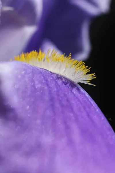 Пилок Райдуга День Білий Колекція Пилку Цвітіння — стокове фото