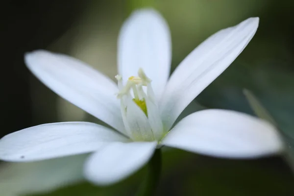 Flor Macro Natural Estação Beleza Verde Mola — Fotografia de Stock