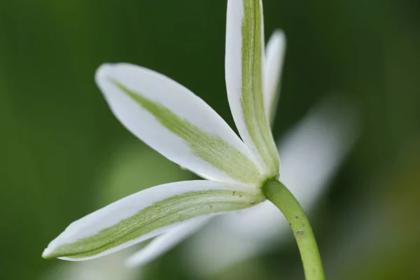 Kwiat Makro Naturalny Sezon Piękno Zieleń Wiosna — Zdjęcie stockowe