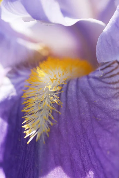 Цвітіння Сезон Жовтий Весна Красиво Рослина — стокове фото