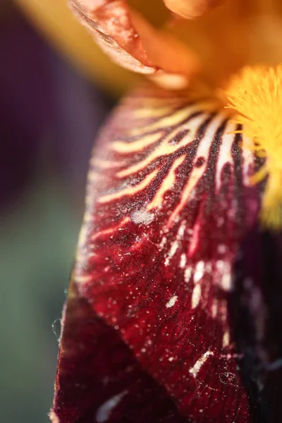 Irisblume Jahreszeit Blumig Schön Natur Schönheit Pflanze — Stockfoto