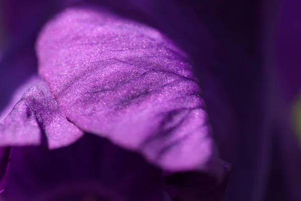 Bir Damla Çiçek Güzel Ilginç Iris Makro Petal - Stok İmaj