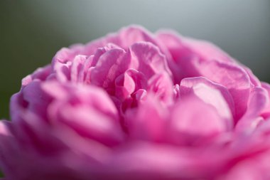 doğal, renk, Bahçe, yeşil, yaz, güzellik, gül, flora, güzel