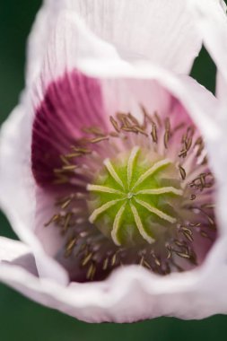 Makro, güzellik, çiçek, doğal, güzel, yeşil, Bahçe, çiçek
