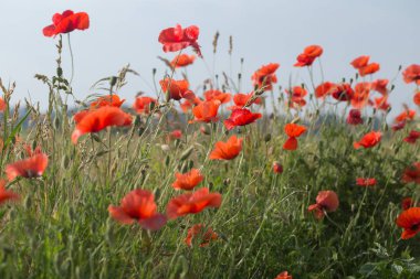 arka plan, doğa, vahşi, çiçek, makro, güzel, renk