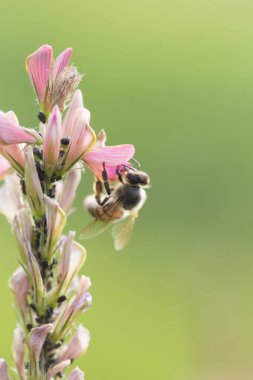 arka plan, güzel, arı, mavi, çiftlik, alan, çiçek, Bahçe