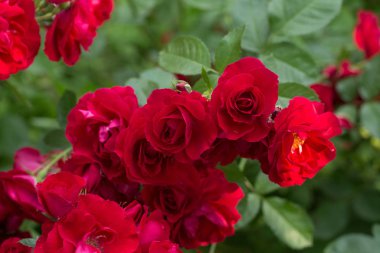 aşk, güzellik, romantik, çiçek, çiçek, renk, bitki, flora, çiçek