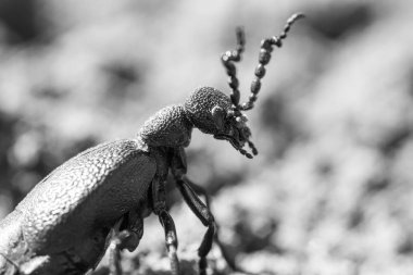 Yaz, böcek, çayır, güzel, ağaç, Bahar, siyah