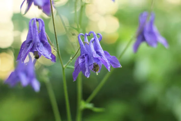 Kwitnienie Tło Bluebell Bloom Flora Kolor Piękno Makro — Zdjęcie stockowe
